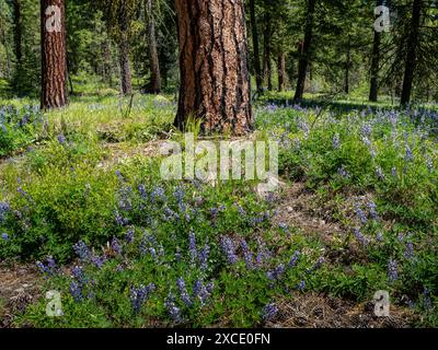 WA25450-00...WASHINGTON - tapis de lupin en fleur sur le sol forestier dans la région de Rendezvous de la vallée Methow. Banque D'Images
