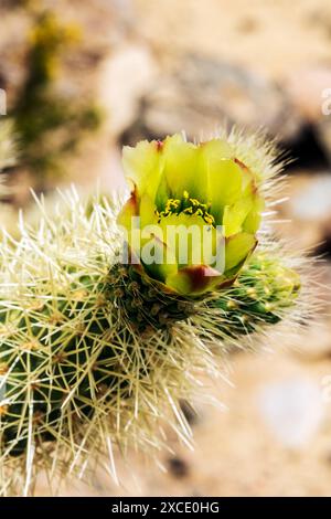 Gros plan de Cholla Cactus Blossom ; Cholla Cactus Garden ; Joshua Tree National Park ; Californie du Sud ; États-Unis Banque D'Images