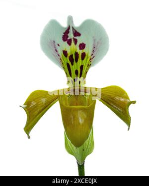 Gros plan de la pantoufle de dame orchidée jaune, isolée (Paphiopedilum callosum) Banque D'Images