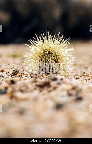 Cholla Cactus Garden ; Joshua Tree National Park ; Californie du Sud ; États-Unis Banque D'Images