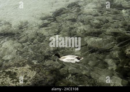 Un canard nage dans les eaux claires et peu profondes de Cala Santandria, Minorque, révélant le paysage sous-marin rocheux. Un moment paisible dans la nature. Banque D'Images