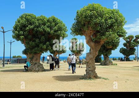 Touristes à Cherchell en Algérie Banque D'Images