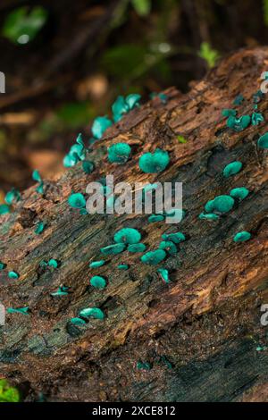 Chlorociboria sp. (Vert elfcup), champignons sauvages à Sao Francisco de Paula, Brésil Banque D'Images