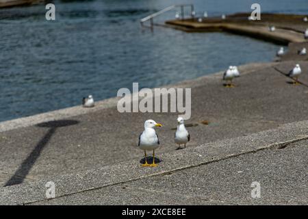 Mouettes debout sur béton près de Calm Adriatic Sea View avec mouettes sur la côte de Croatie Banque D'Images