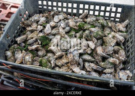 Voyager en France, vieilles cabanes en bois et élevages d'huîtres dans le village de Gujan-Mestras, culture, pêche et vente de coquillages d'huîtres fraîches, Arcachon b Banque D'Images