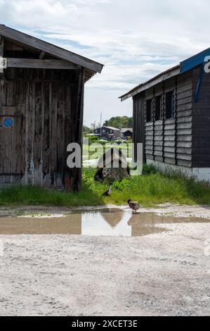 Voyager en France, vieilles cabanes en bois et élevages d'huîtres dans le village de Gujan-Mestras, culture, pêche et vente de coquillages d'huîtres fraîches, Arcachon b Banque D'Images