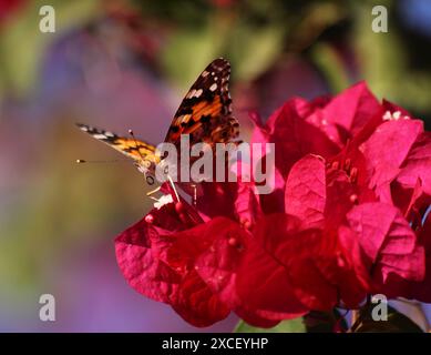 Papillon peint Lady - Vanessa cardui. Pollinisation des fleurs roses Bougainvillea glabra. Banque D'Images