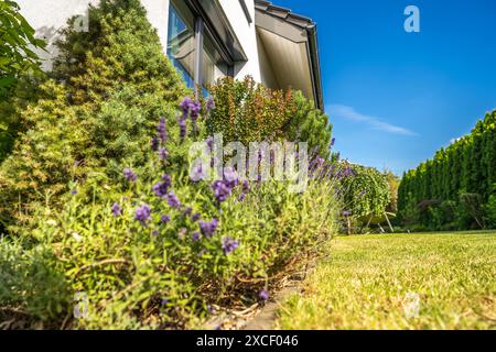 Un gros plan d'un buisson de lavande vibrant en fleurs, situé près du coin d'une maison. L'herbe verte luxuriante et le feuillage environnant créent une image Banque D'Images