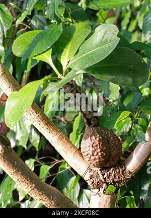 La plante de fourmi, Myrmecodia tuberosa, Rubiaceae. Asie tropicale du Sud-est. Myrmecodia tuberosa, la plante des fourmis, est une plante épiphyte. Banque D'Images