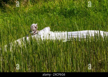 Amérique du Nord, État de Washington, comté du Pacifique, Megler, rive nord du fleuve Columbia. Driftwood. Banque D'Images