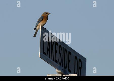 Bluebird de l'est, Sialia sialis, femelle perchée sur le panneau de rue Banque D'Images