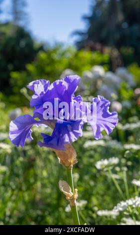 Vue rapprochée d'une fleur d'iris sur un fond de feuilles vertes. Banque D'Images