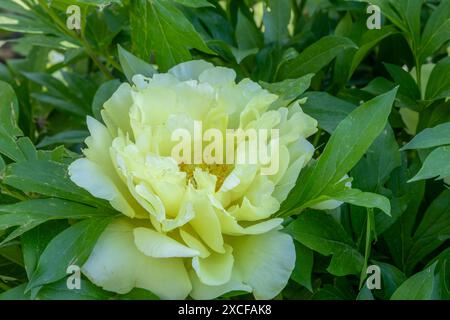 Pivoine jaune (Paeonia lutea) fleurissant sur le lit de fleurs dans le jardin Banque D'Images