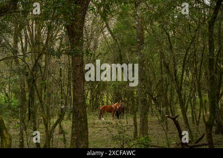 deux chevaux regardent hors de l'intimité de la forêt tranquille Banque D'Images