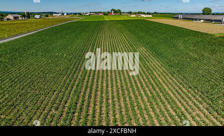 Vue aérienne de vastes terres agricoles vertes avec des cultures soigneusement plantées dans des rangées parallèles s'étendant au loin, entourées de bâtiments de ferme et de silo sous Un ciel bleu lumineux avec des nuages bouffés. Banque D'Images