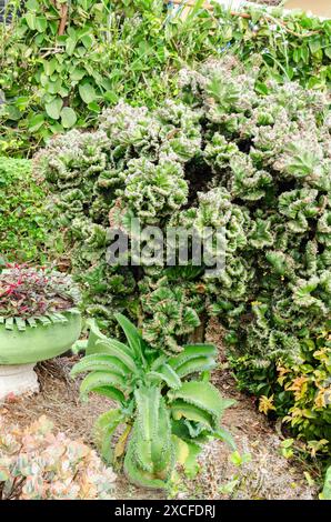 Euphorbia Lactea F. Cristata Plant Banque D'Images