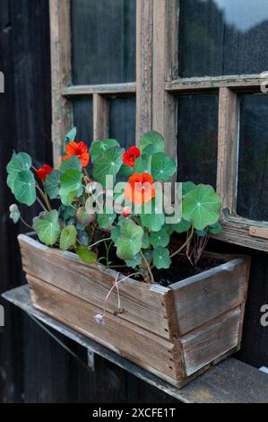 Le jardin nasturtium (Tropaeolum majus) fleurissant en pot de fleurs. La plante est également connue sous le nom de nasturtium, cresson indien ou cresson moine. Banque D'Images