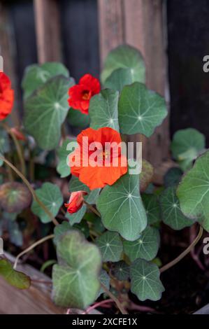 Le jardin nasturtium (Tropaeolum majus) fleurissant en pot de fleurs. La plante est également connue sous le nom de nasturtium, cresson indien ou cresson moine. Banque D'Images