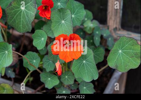 Le jardin nasturtium (Tropaeolum majus) fleurissant en pot de fleurs. La plante est également connue sous le nom de nasturtium, cresson indien ou cresson moine. Banque D'Images