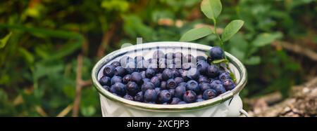 Gros plan de Blueberries dans un seau blanc dans la forêt avec des feuilles vertes. Country Life jardinage respectueux de l'environnement vivant baies récoltées, processus de collecte, récolte des baies dans un pot en verre dans la forêt. Bush de mûre mûre mûre mûre myrtille sauvage en été. Banque D'Images