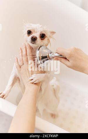 Vue verticale à angle élevé au petit chien mouillé dans la baignoire avec les mains féminines tenant la douche et lavant la fourrure doucement Banque D'Images