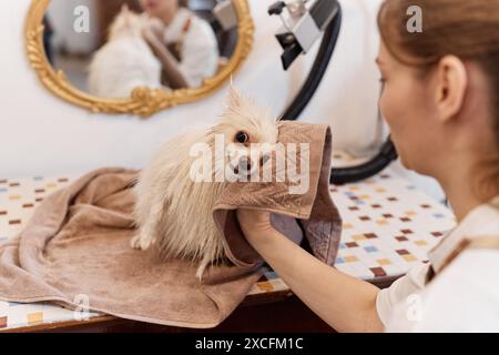 Portrait de petit chien mignon appréciant le séchage après lavage dans un salon de toilettage de luxe enveloppé dans un espace de copie de serviette Banque D'Images