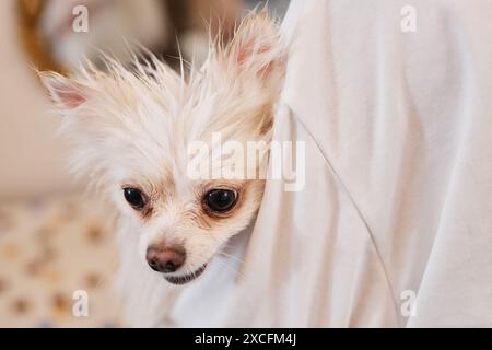 Gros plan portrait de petit chien mignon jetant un coup d'œil sur l'épaule d'un jeune professionnel de soins dans l'espace de copie du salon de toilettage Banque D'Images