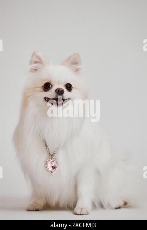 Portrait vertical de belle dame chien posant assis dans le studio sur fond blanc et portant le coeur de diamant rose Banque D'Images