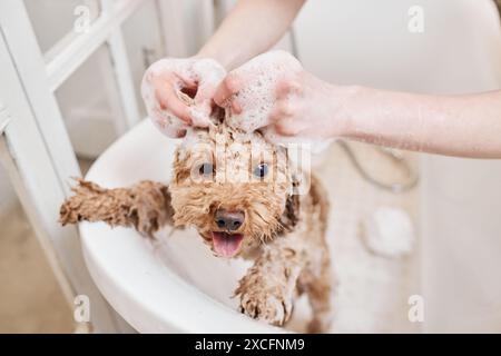 Vue en grand angle chez Happy Little Puppy profitant du lavage dans la baignoire recouverte de mousse de savon dans l'espace de copie du salon de toilettage Banque D'Images