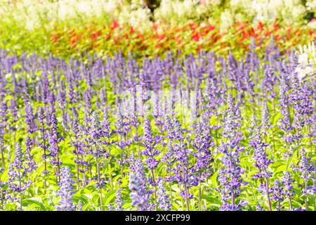 Salvia farinacea ou salvia bleue dans le champ de fleurs. C'est une plante de la même famille que la lavande. Banque D'Images