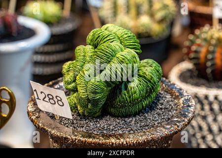 Cactus sont plantés sur un sol sablonneux. C'est une plante qui est dans le désert. Banque D'Images