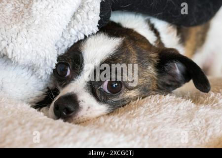 Petit chien Chihuahua, reposant sur une couverture de laine, Allemagne Banque D'Images