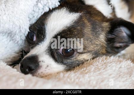 Petit chien Chihuahua, reposant sur une couverture de laine, Allemagne Banque D'Images