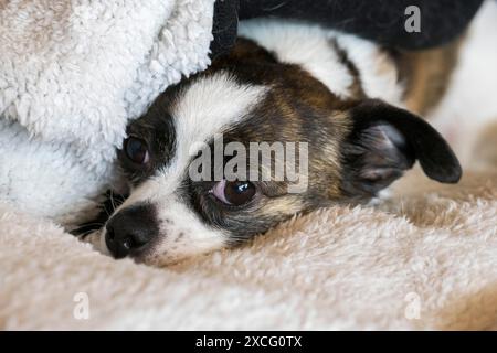 Petit chien Chihuahua, reposant sur une couverture de laine, Allemagne Banque D'Images