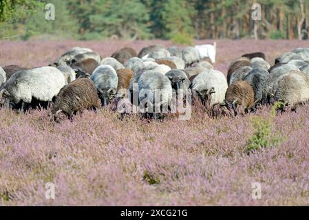 Heidschnucken (Ovis aries), troupeau dans les landes florissantes, parc naturel de Suedheide, landes de Lueneburg, basse-Saxe, Allemagne Banque D'Images