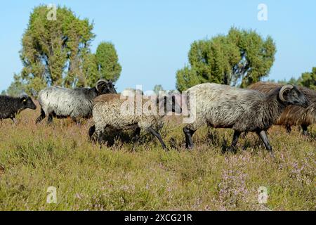 Heidschnucken (Ovis aries), troupeau dans les landes florissantes, parc naturel de Suedheide, landes de Lueneburg, basse-Saxe, Allemagne Banque D'Images