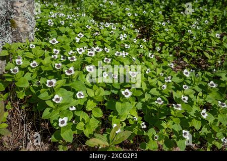 Le cornel nain (Cornus suecica) fleurit Banque D'Images