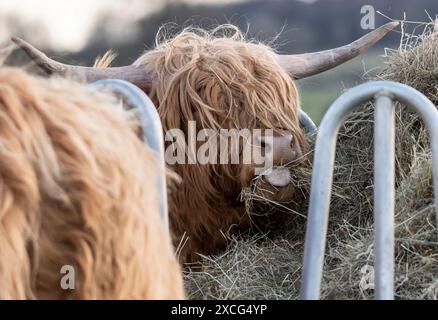 Vache Shaggy Higland dans Derbyshire Dales Banque D'Images