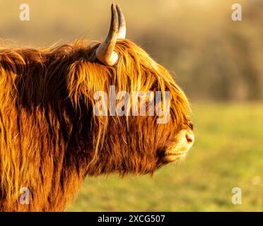 Vache Shaggy Higland dans Derbyshire Dales Banque D'Images