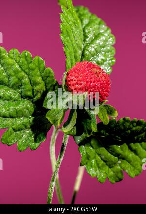 Belle friture rouge Duchesnea indica ou fraise faise sur un fond rose. Gros plan de la tête de fleur. Banque D'Images