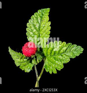 Belle friture rouge Duchesnea indica ou fraise faise sur fond noir. Gros plan de la tête de fleur. Banque D'Images