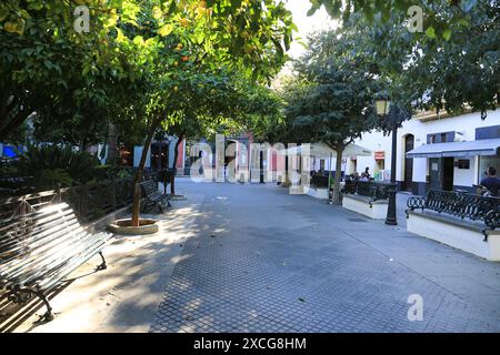 Cadix, Andalousie, Espagne- 2 octobre 2023 : Plaza de Mina avec des arbres colossaux dans la ville de Cadix Banque D'Images