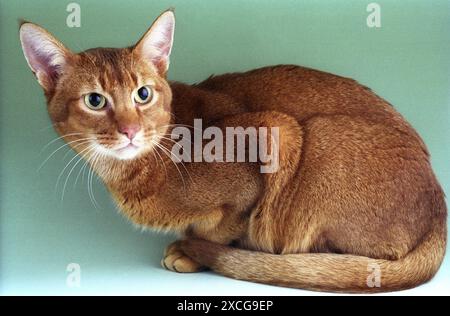 Sorrel Abyssinien sur Vert Banque D'Images