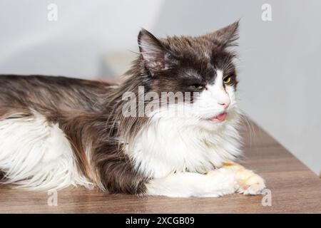 Un félin noir et blanc à la bouche ouverte est couché sur une table. Il appartient à la famille des Felidae et est un animal terrestre carnivore avec moustache Banque D'Images