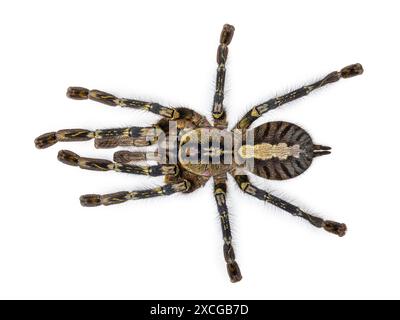 Femelle Poecilotheria ornata aka tarentule ornementale frangée ou araignée tigrée ornée. Vue de dessus sur fond blanc. Banque D'Images