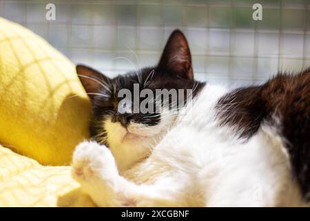 Chat noir et blanc se repose paisiblement sur une couverture jaune douce, montrant confort et détente Banque D'Images