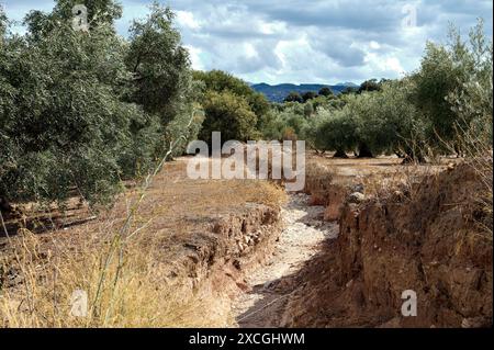 Photo d'un lit de rivière sec traversant un paysage aride, entouré d'oliviers sous un ciel nuageux, montrant l'impact de la sécheresse. Banque D'Images