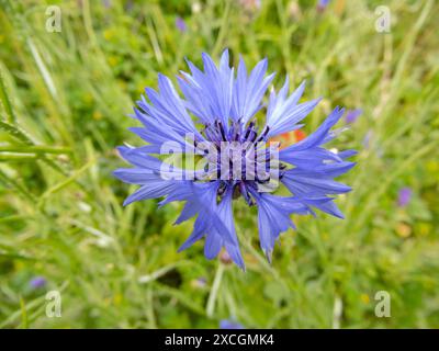 Bleuet ou bouton de célibataire fleur bleue sur la prairie d'été. Plante à fleurs Centaurea cyanus Flowerhead. Banque D'Images