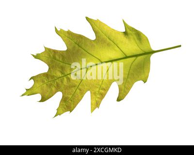 Feuille de chêne isolée sur blanc. Vert vif avec une feuille de ton rougeâtre au printemps. Concept écologie et environnement. Jeune feuillage printanier. Quercus Banque D'Images