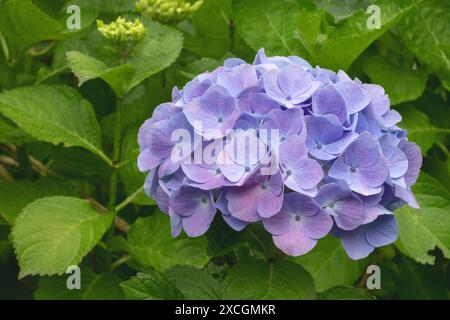 Tête de fleur d'hortensia bleu violet et feuillage vert vif. Hortensia plante à fleurs en gros plan. Hydrangea macrophylla en floraison. Magnifique buisson fleuri Banque D'Images